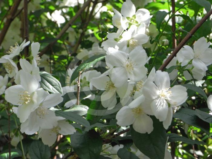 Plant photo of: Philadelphus x virginalis