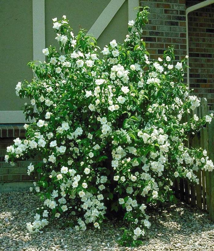 Plant photo of: Philadelphus x virginalis