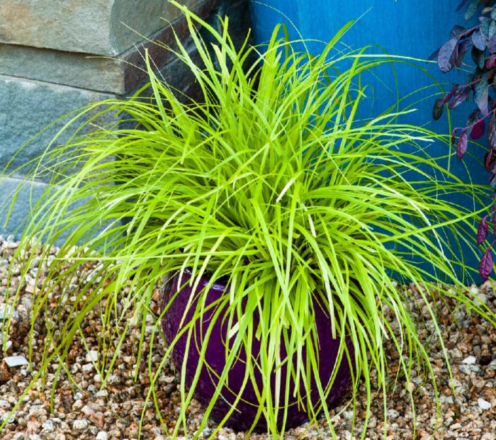 Plant photo of: Carex oshimensis 'Everillo'