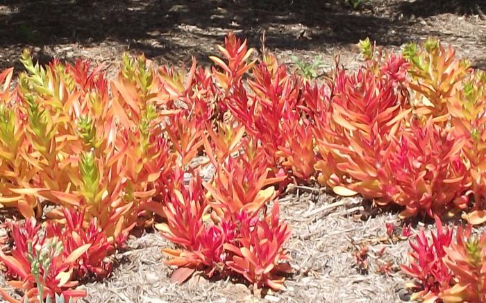 Plant photo of: Crassula capitella 'Campfire'