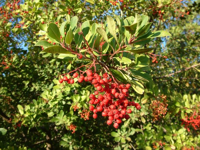 Plant photo of: Heteromeles arbutifolia