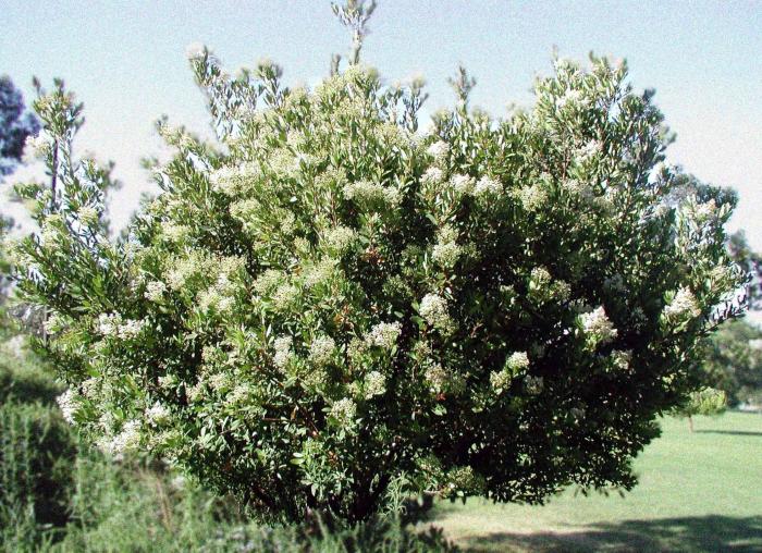 Plant photo of: Heteromeles arbutifolia