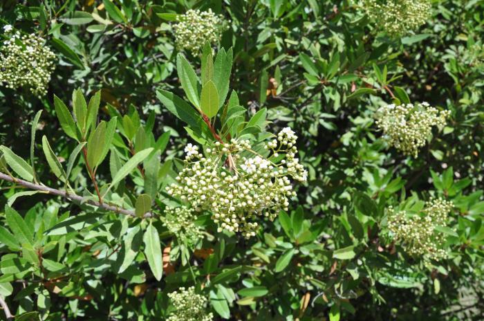 Plant photo of: Heteromeles arbutifolia