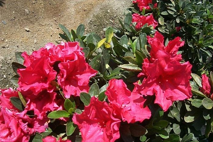 Plant photo of: Azalea 'Red Bird'