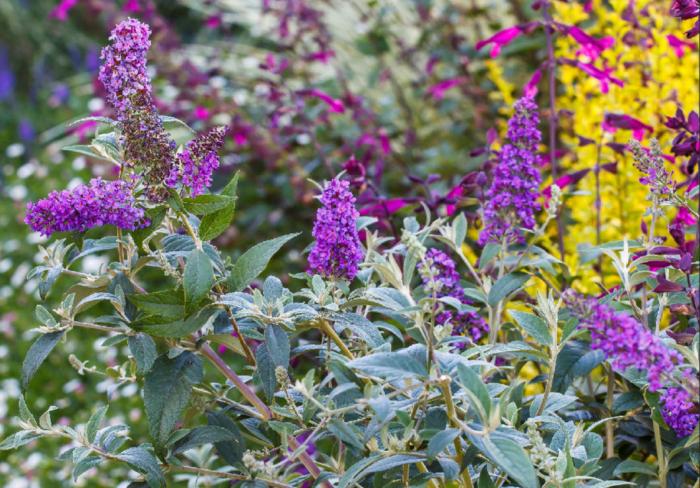 Plant photo of: Buddleia 'Ultra Violet'