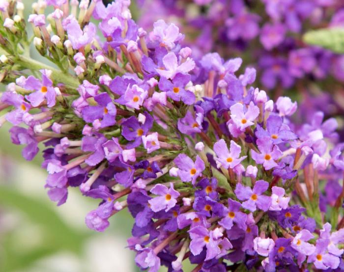 Plant photo of: Buddleia 'Ultra Violet'