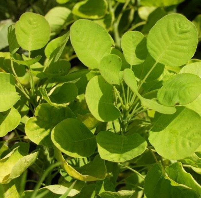 Plant photo of: Cotinus coggygria 'Golden Spirit'