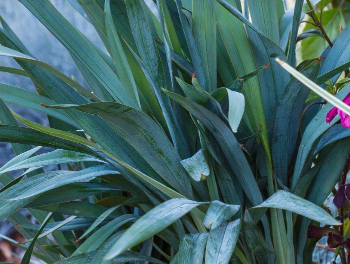 CLARITY BLUE™ Dianella is a tough clumping plant with clean blue