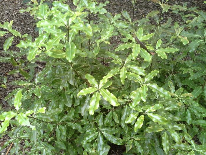 Plant photo of: Pittosporum eugenioides