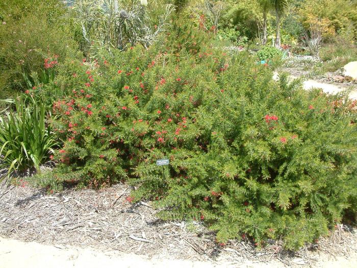 Plant photo of: Grevillea ros. 'Scarlet Sprite'