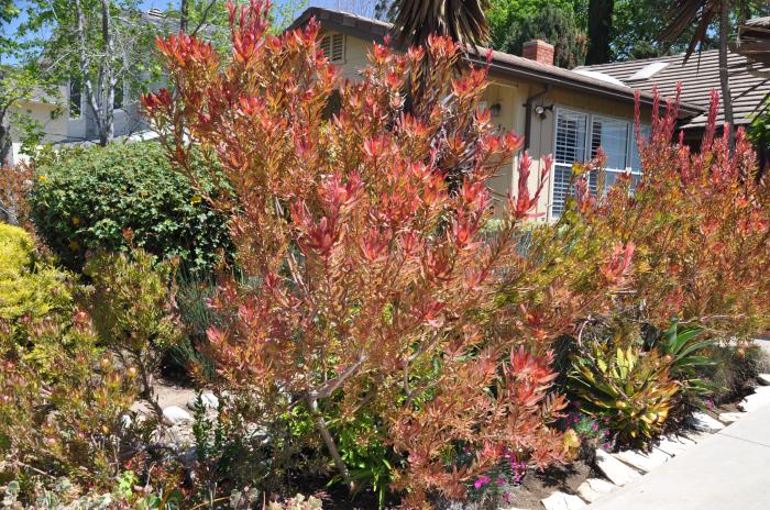 Plant photo of: Leucadendron 'Jester'