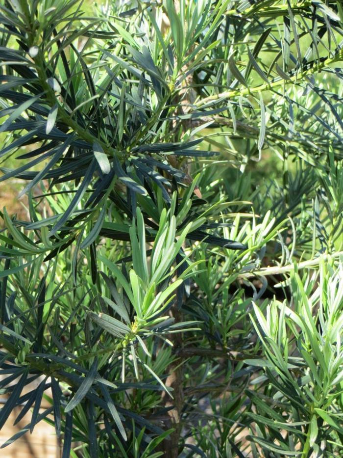 Plant photo of: Podocarpus macrophyllus 'Maki'