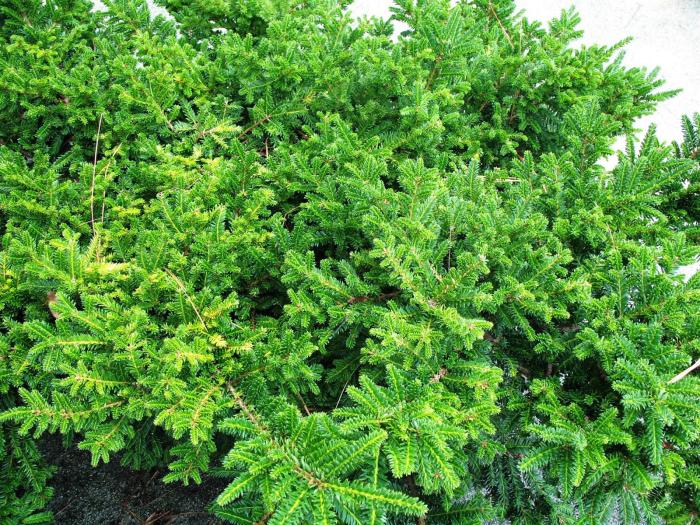 Plant photo of: Taxus cuspidata