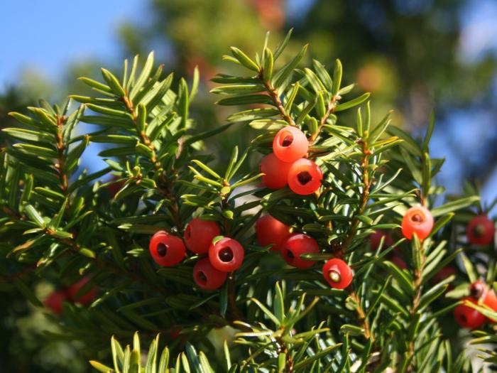 Plant photo of: Taxus cuspidata