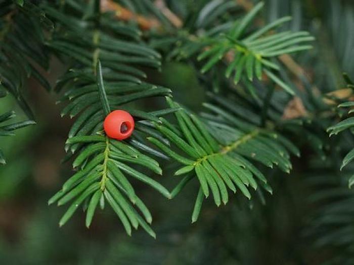 Plant photo of: Taxus cuspidata