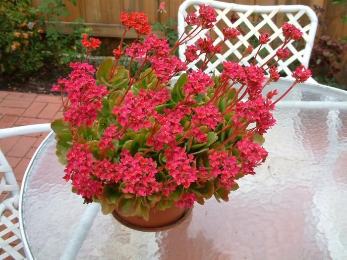 Plant photo of: Kalanchoe blossfeldiana