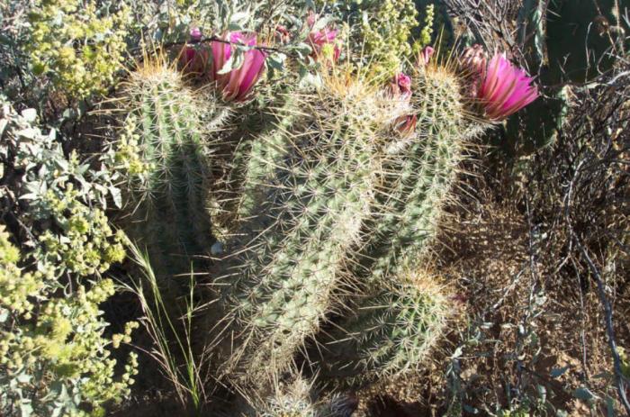 Plant photo of: Echinocereus fasciculatus