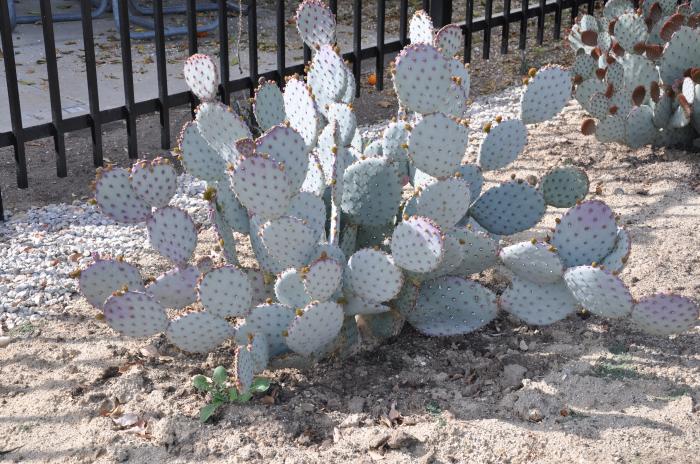 Plant photo of: Opuntia macrocentra