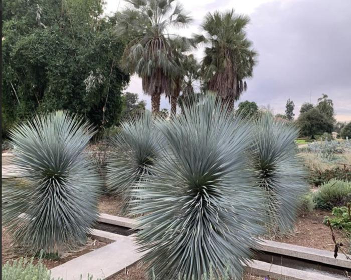 Plant photo of: Yucca rostrata 'Blue Velvet'