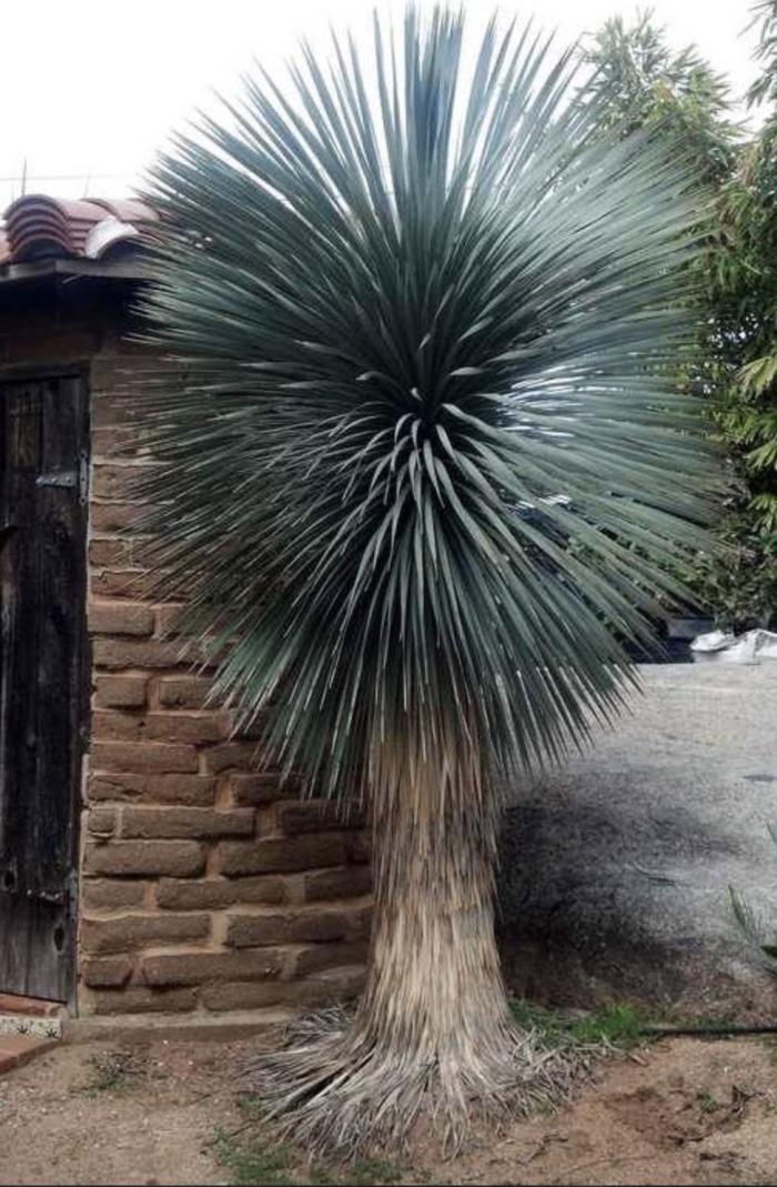 Plant photo of: Yucca rostrata 'Blue Velvet'