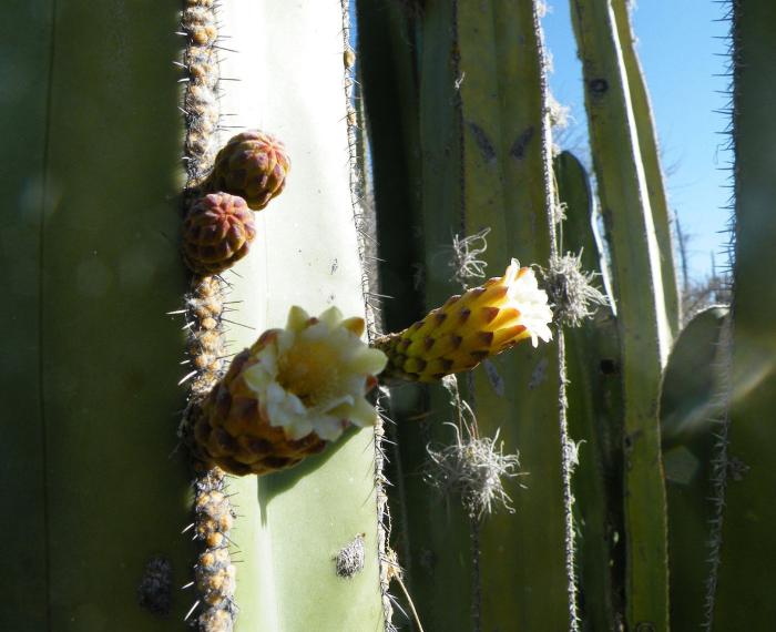 Plant photo of: Pachycereus marginatus