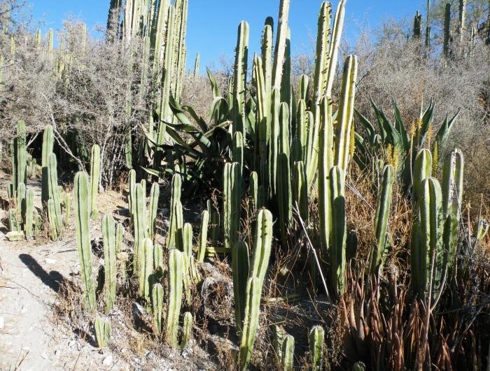 Plant photo of: Pachycereus marginatus