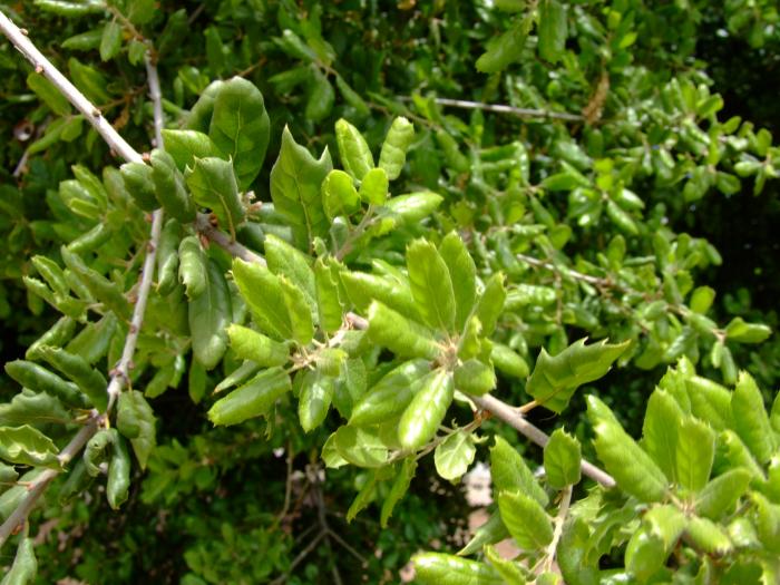 Plant photo of: Quercus agrifolia