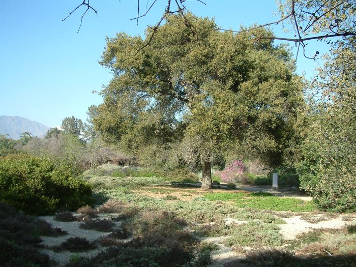 Plant photo of: Quercus agrifolia