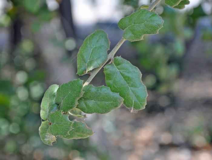 Plant photo of: Quercus agrifolia