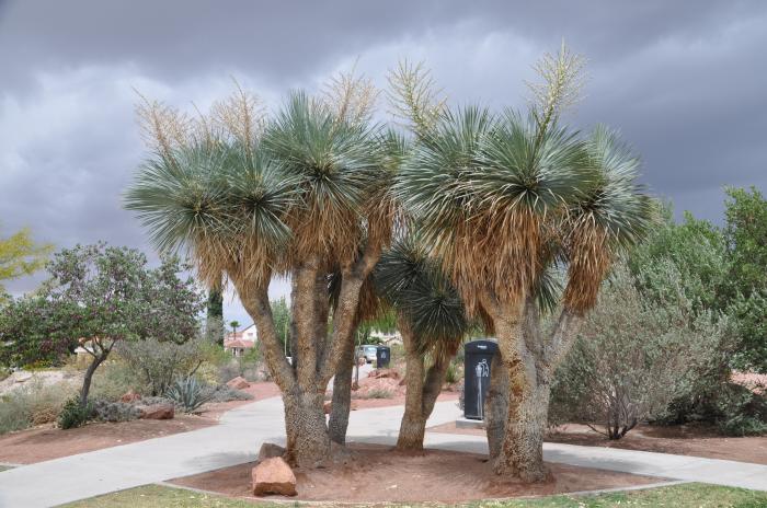 Plant photo of: Yucca rostrata