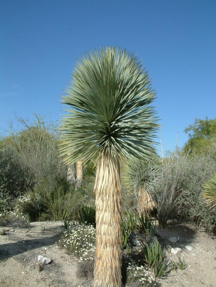 Plant photo of: Yucca rostrata