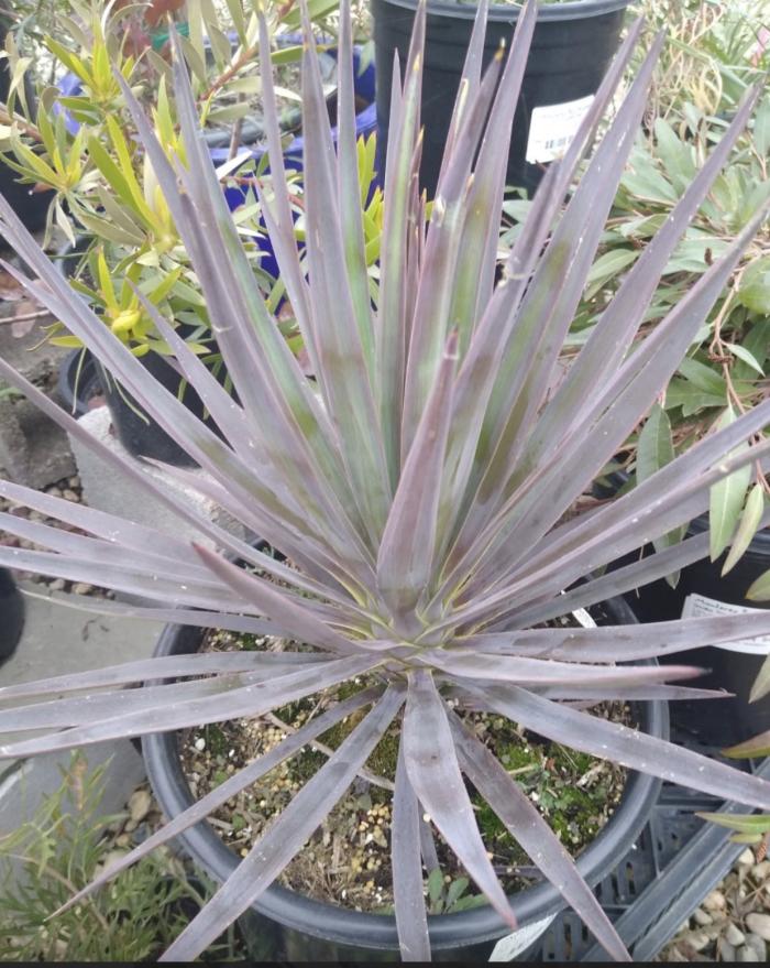 Plant photo of: Yucca aloifolia 'Magenta Magic'