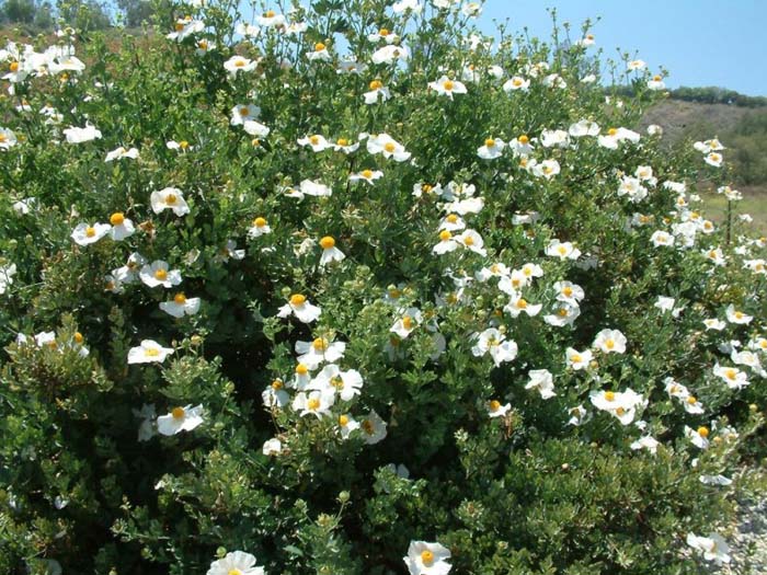 Plant photo of: Romneya coulteri