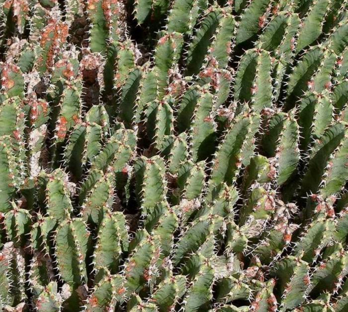 Plant photo of: Euphorbia resinifera