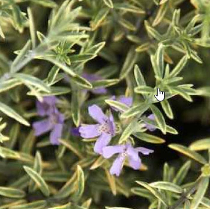 Plant photo of: Westringia 'Wynyabbie Highlight'