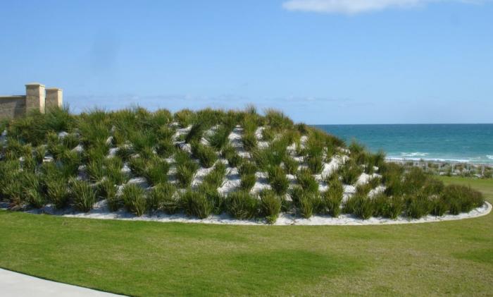 Plant photo of: Dianella revoluta 'Little Rev'