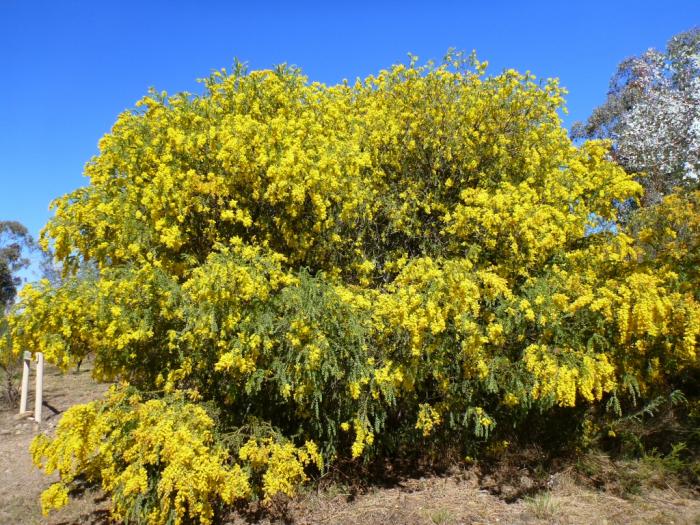 Plant photo of: Acacia vestita