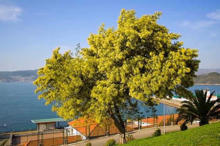 Plant photo of: Acacia vestita