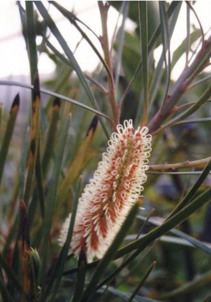 Plant photo of: Hakea francisiana