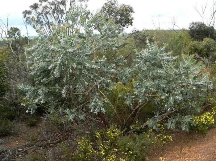 Plant photo of: Eucalyptus pleurocarpa