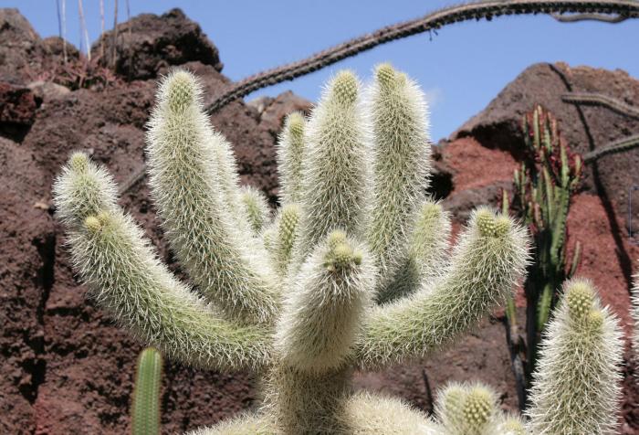 Plant photo of: Cylindropuntia bigelovii