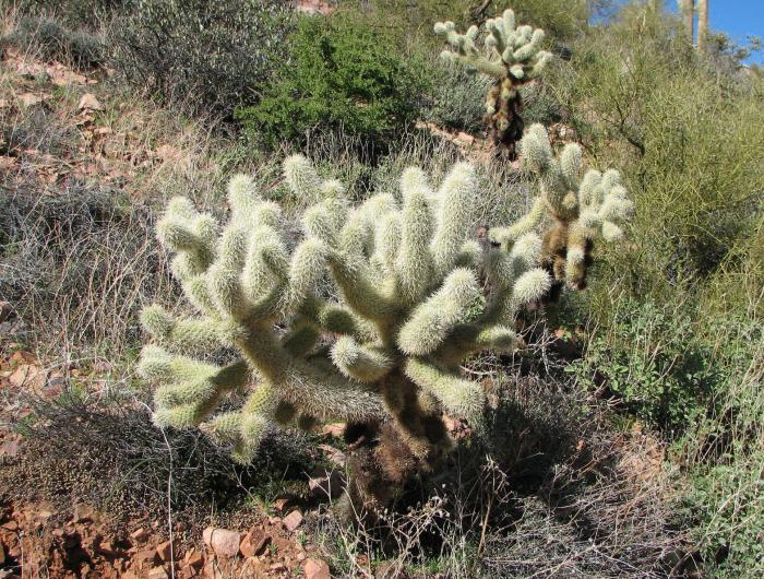 Plant photo of: Cylindropuntia bigelovii