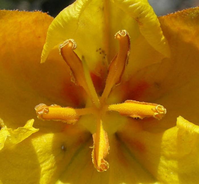 Plant photo of: Fremontodendron mexicanum