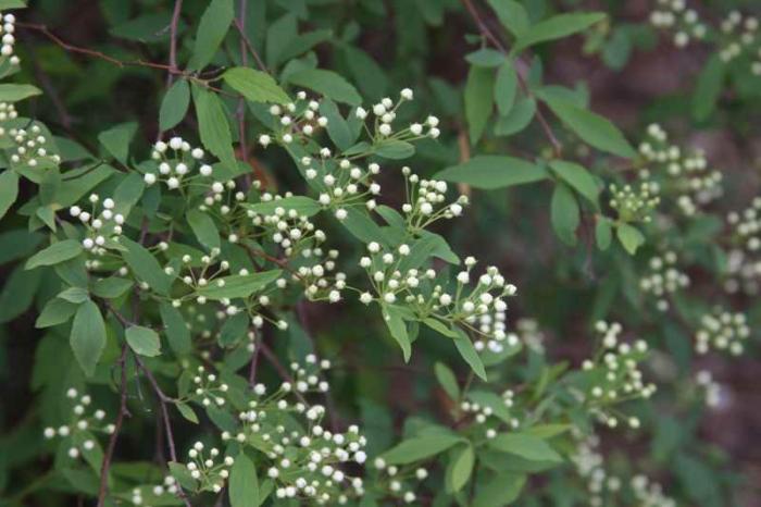 Plant photo of: Spiraea x vanhouttei