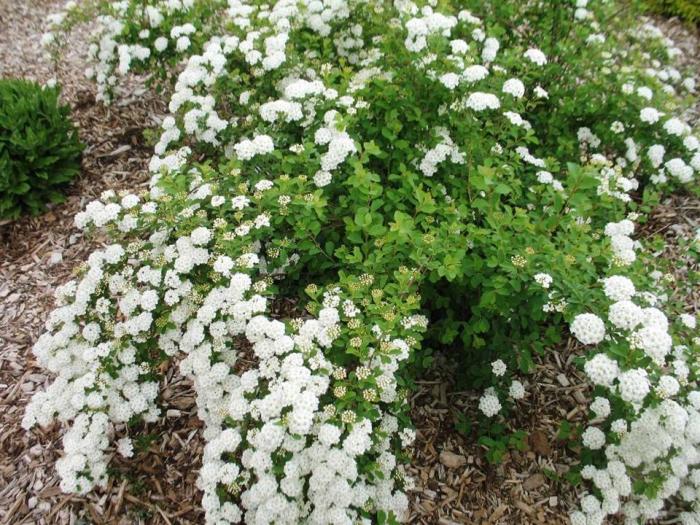 Plant photo of: Spiraea x vanhouttei