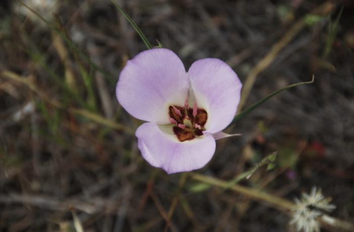 Plant photo of: Calochortus Catalina