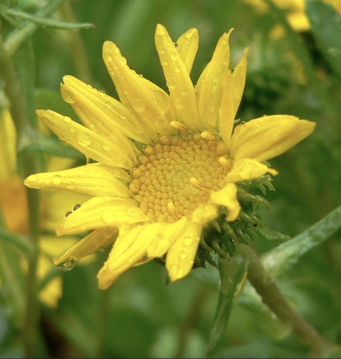 Plant photo of: Grindelia hirsutula