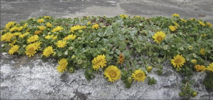 Plant photo of: Grindelia hirsutula