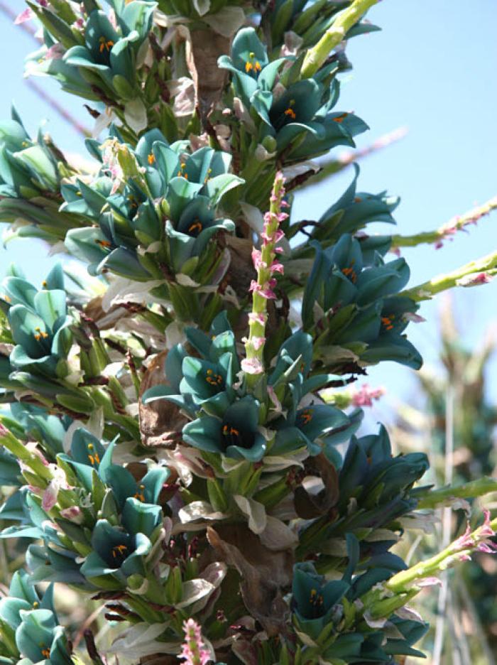 Plant photo of: Puya alpestris