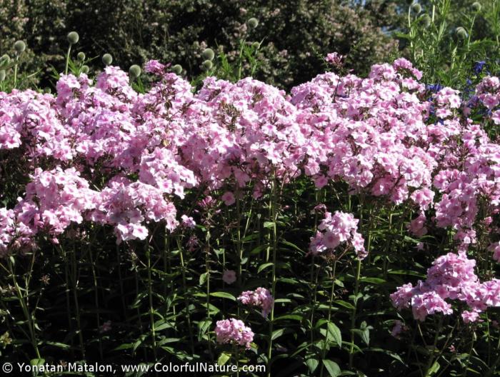 Plant photo of: Pelargonium drummondii